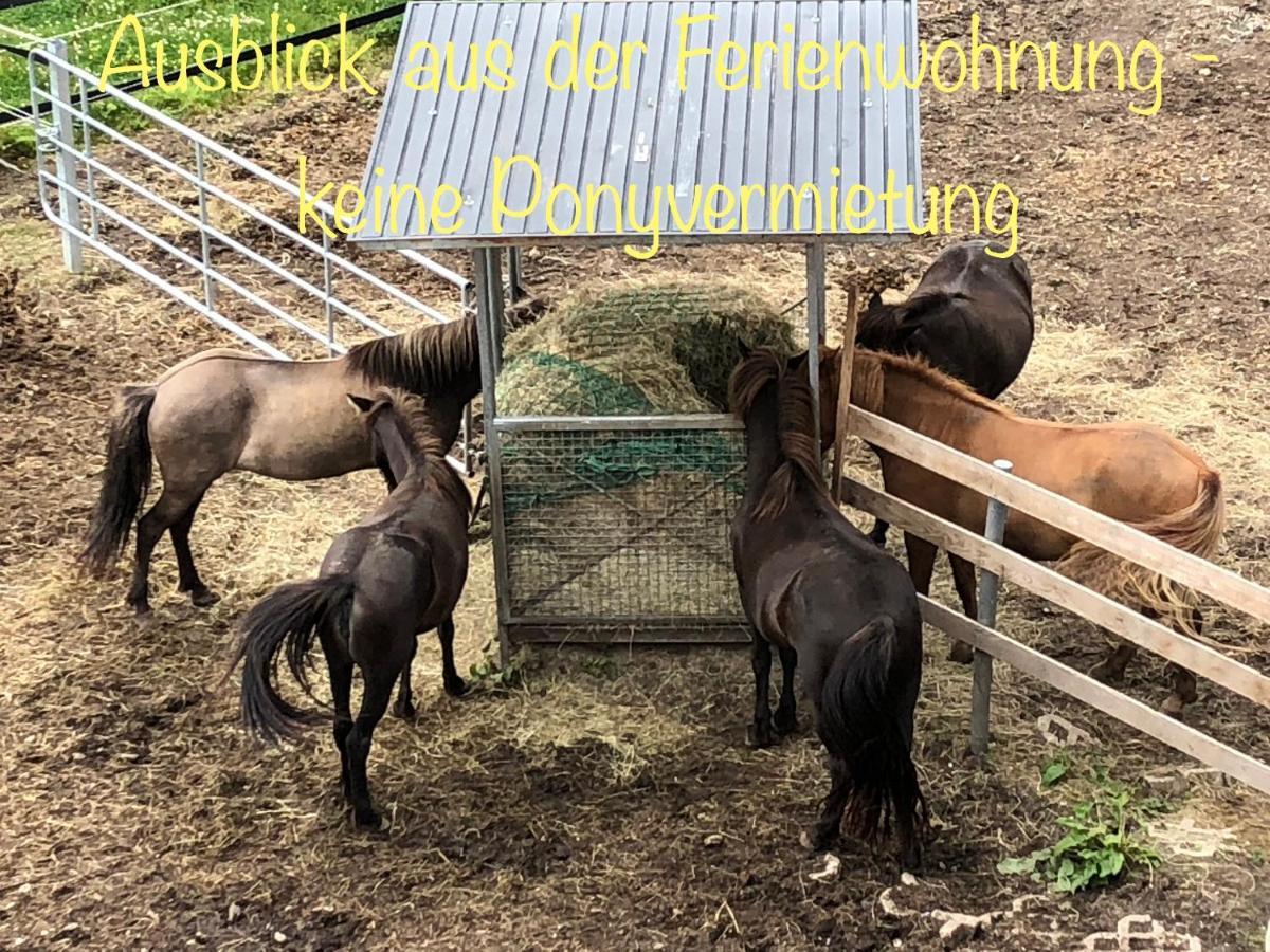 Hof Vierzehnender Im Hohen Venn - 70Qm Fachwerk-Studio - Grosses Wohn-Schlafzimmer Mit Dachterrasse Und Kaminofen - Separate Kueche - Perfekt Fuer Paare - Monschau - Eifel - Hunde Willkommen - Islandpferde Екстериор снимка